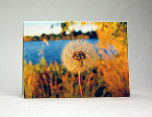 dandelion at greenlake